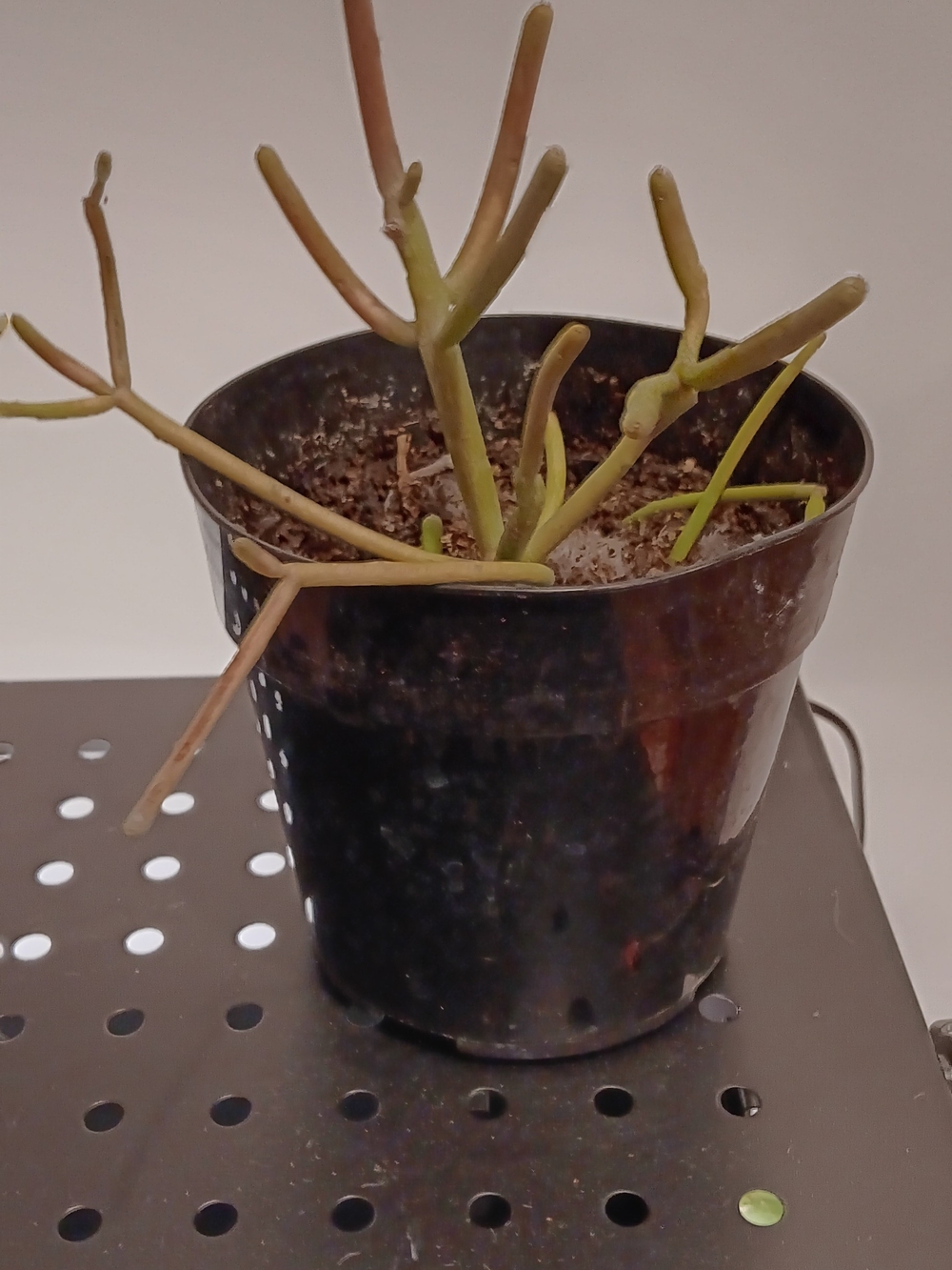 Pencil Cactus (Firestick) - Vibrant Red Orange Pink Stems